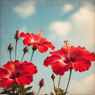 Hibiskus-Extrakt